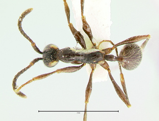 Aenictus gracilis, top