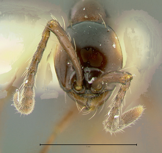 Aenictus laeviceps, head