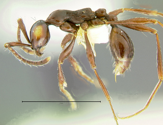 Aenictus laeviceps, side
