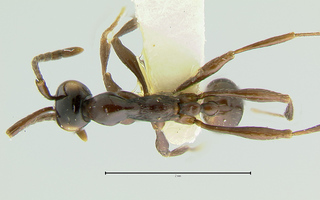Aenictus laeviceps, top