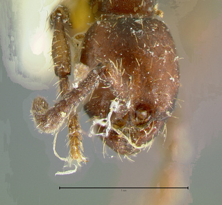 Aenictus philippinensis, head