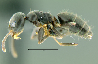 Technomyrmex albipes, side