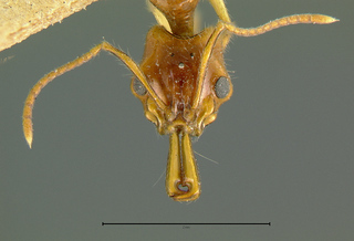 Anochetus modicus, queen, head