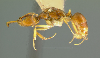 Anochetus modicus, queen, side
