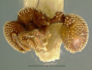 Calyptomyrmex glabratus, side