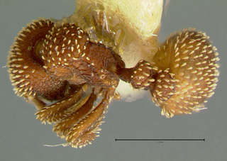 Calyptomyrmex glabratus, top