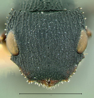 Cataulacus catuvolcus, paratype, head