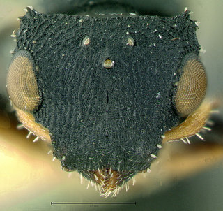Cataulacus catuvolcus, paratype, male, head