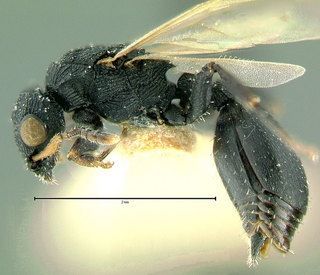Cataulacus catuvolcus, paratype, male, side