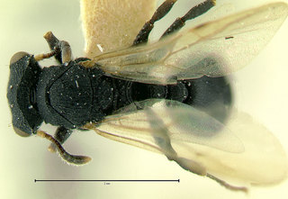 Cataulacus catuvolcus, paratype, male, top