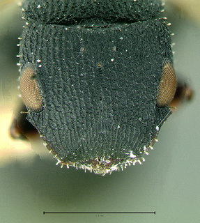 Cataulacus catuvolcus, paratype, queen, head