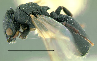 Cataulacus catuvolcus, paratype, queen, side