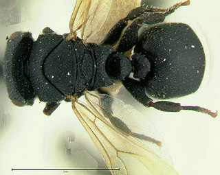 Cataulacus catuvolcus, paratype, queen, top