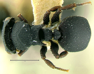 Cataulacus catuvolcus, paratype, top