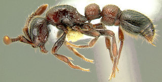 Cerapachys rufithorax, side