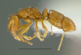 Gnamptogenys luzonensis, side