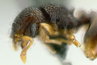 Mayriella transfuga, antenna