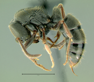 Pachycondyla claudata, side