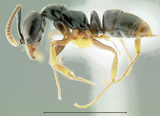 Pachycondyla obscurans, side