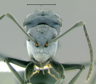 Polyrhachis cyaniventris, queen, head