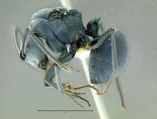 Polyrhachis cyaniventris, queen, side