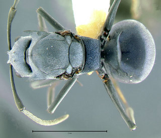 Polyrhachis cyaniventris, queen, top