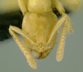 Pseudolasius typhlops, head