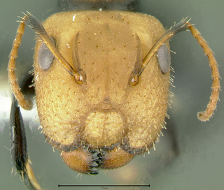 Camponotus albocinctus, major, head