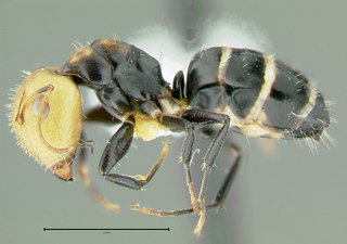 Camponotus albocinctus, major, side