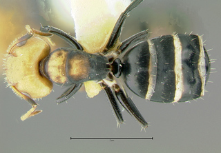Camponotus albocinctus, major, top