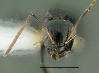 Camponotus albocinctus, minor, head