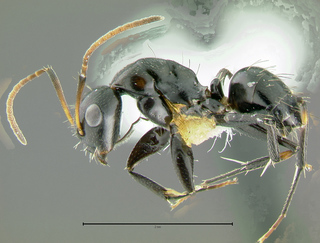 Camponotus albocinctus, minor, side