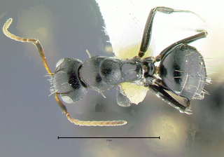 Camponotus albocinctus, minor, top