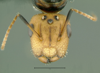Camponotus albocinctus, queen, head