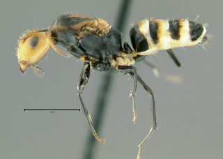 Camponotus albocinctus, queen, side