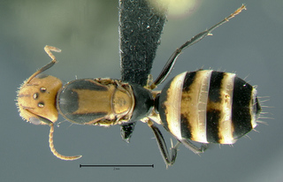 Camponotus albocinctus, queen, top