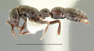 Cerapachys pruinosus, side