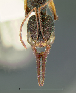 Harpegnathos venator, subspecies, head
