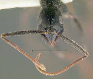 Leptogenys chinensis, head