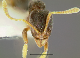 Hypoponera confinis, head large