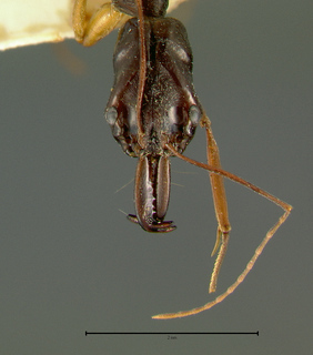 Odontomachus papuanus, head