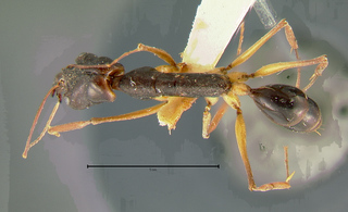 Odontomachus papuanus, top