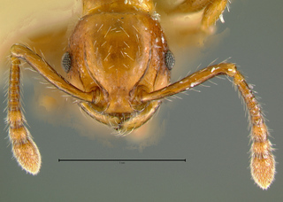 Pristomyrmex collinus, head