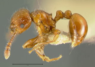 Pristomyrmex collinus, side