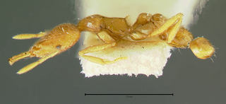 Strumigenys phytibia, side