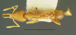 Strumigenys phytibia, top
