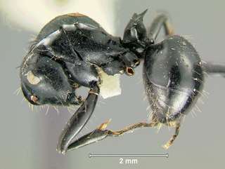 Polyrhachis aculeata, worker, side