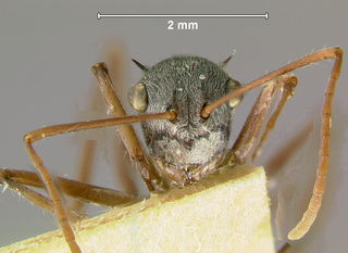 Polyrhachis bicolor, worker, head