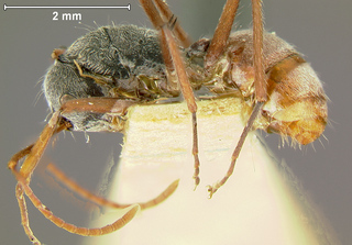 Polyrhachis bicolor, worker, side
