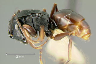 Polyrhachis creusa, worker, side